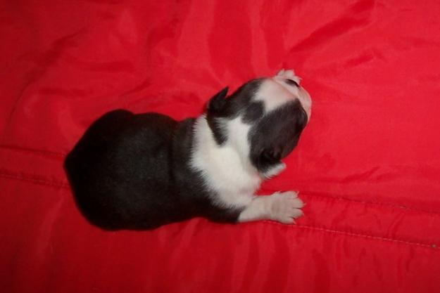 BOSTON TERRIER CACHORRO