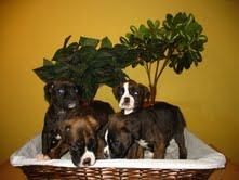 Cachorros Boxer 290