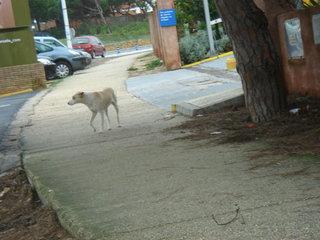 Cruce de podenca embarazada