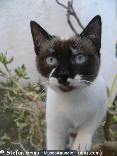 Gatitos - mestizos a la adopción