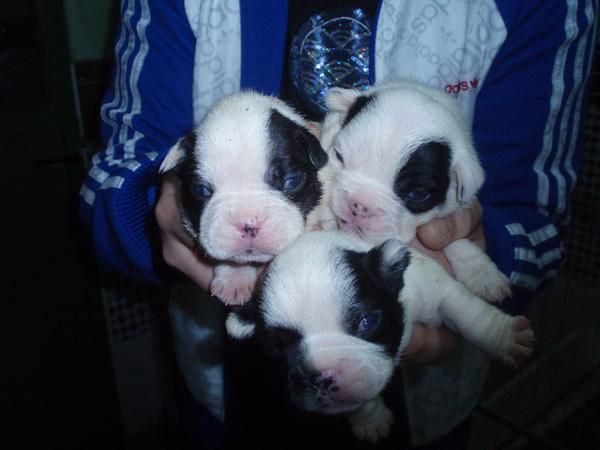 preciosos cachorros de BULLDOG FRANCES CON PEDIGREE INSCRITOS EN EL LOE 460 EUROS