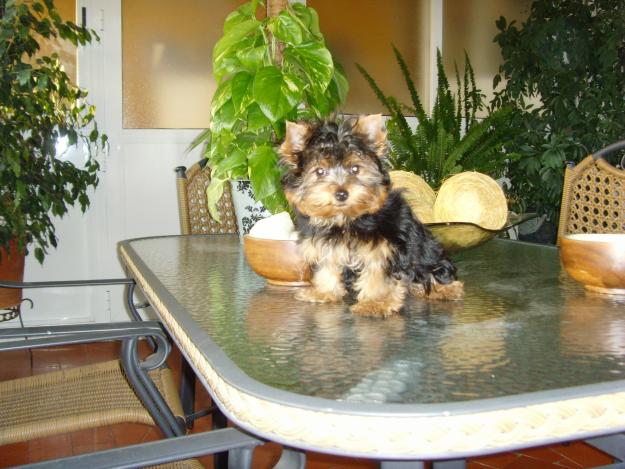 Se venden cachorros de lyorkshire terrier excelente pedigree