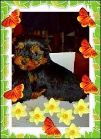 yorkshire terrier  camadita toy