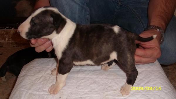 cachorros de bull terrier hembras