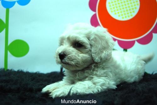 CAMADA DE BICHON MALTES, VEN A VERLOS PERSONALMENTE