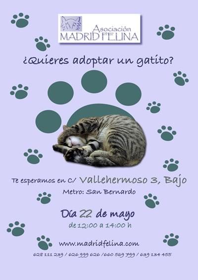 Día de la Adopción Madrid Felina. Sábado 22 de mayo de 2010