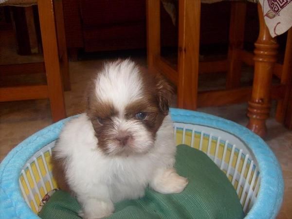 exelentes shih tzu