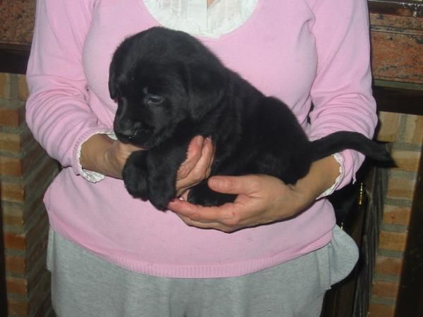 Labradores retriever,cachorros,dorados y negros,pedigree.