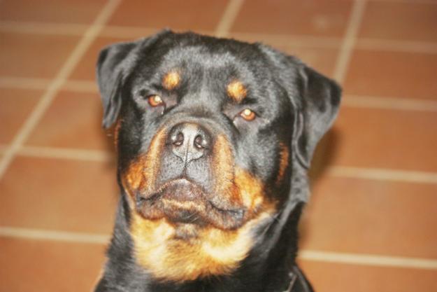 Rottweiler para montas