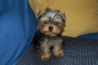 Yorshire terrier ............................................... - mejor precio | unprecio.es