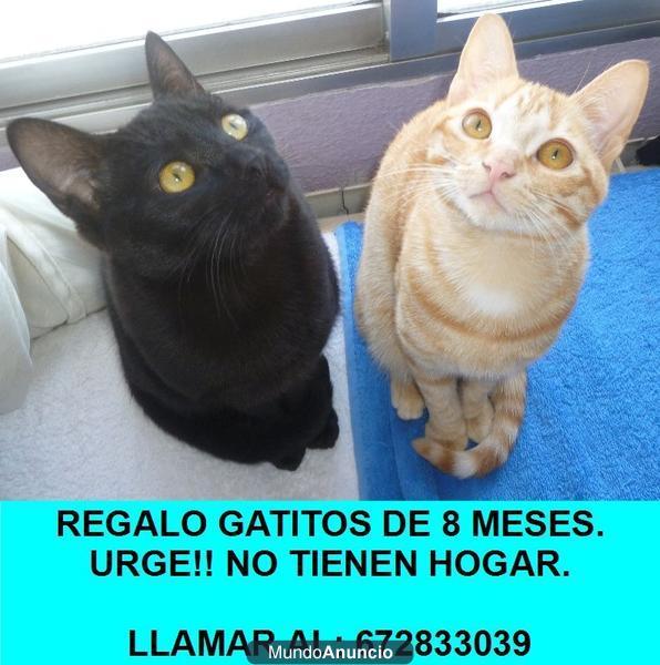 REGALO DOS GATITOS MUY CARIÑOSOS