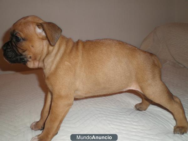 Boxer dorados disponibles, entregamos con dos meses