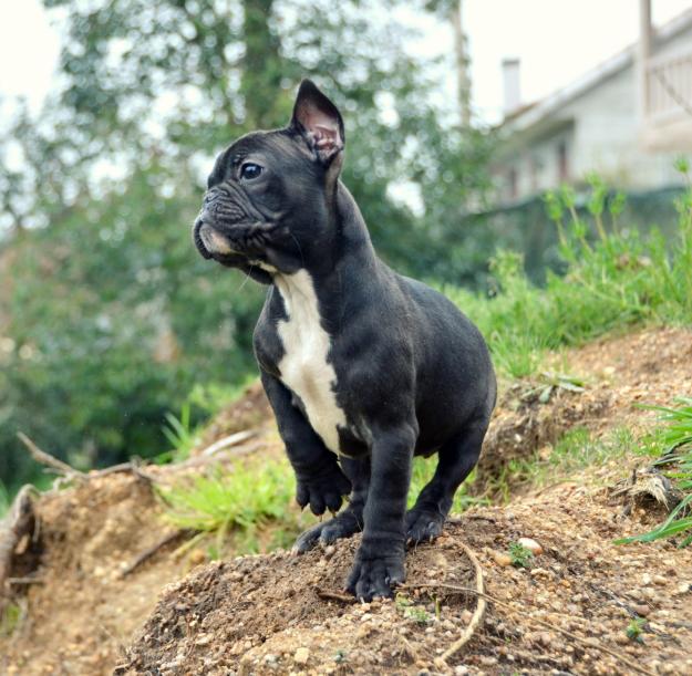 Bulldog frances nieta de Ch Naif de Tameran