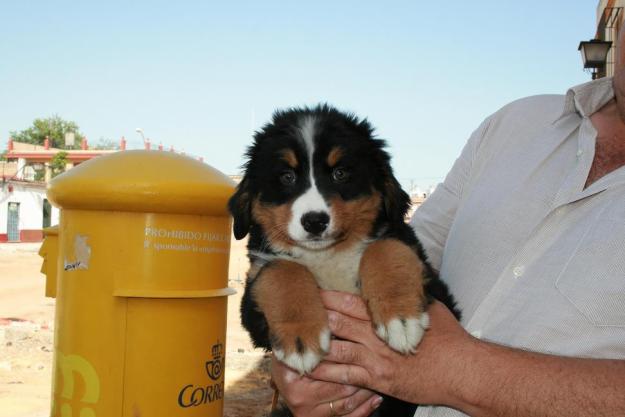 CACHORROS DE BOYERO DE BERNA DE BUENA CALIDAD