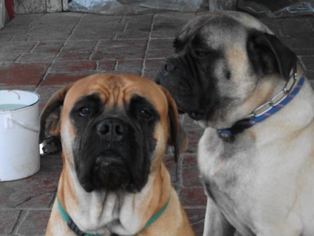 camada bullmastiff