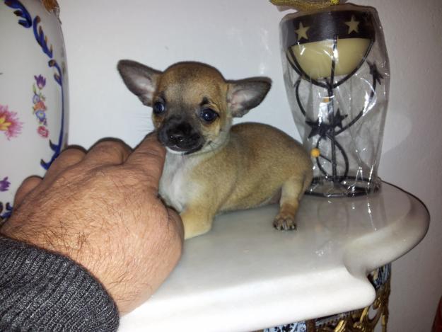 chihuahua hembra miniatura 350 euros