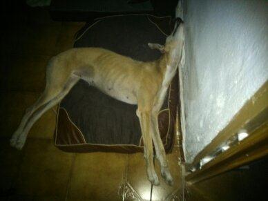 Galgo precioso en adopcion