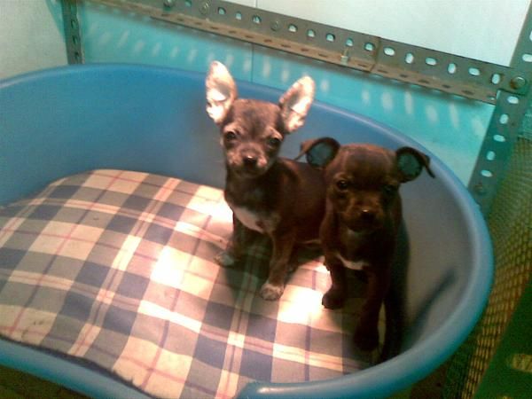 hembras chihuahuas