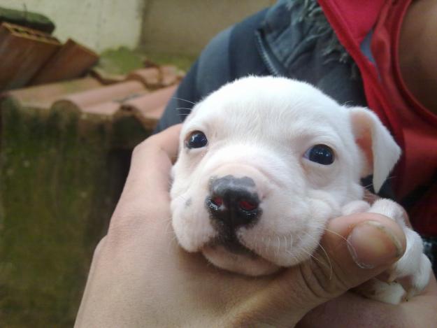 pitbull blanco cachorro se vende