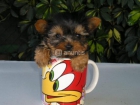 Preciosa taza de té Yorkshire Terrier cachorros disponibles - mejor precio | unprecio.es