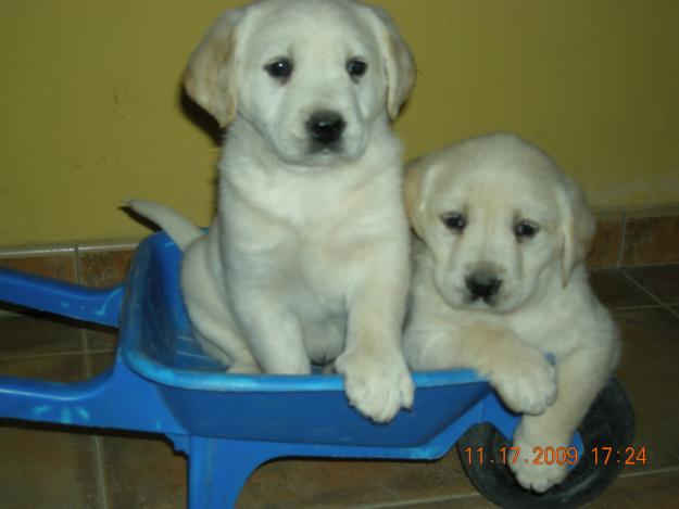 PRECIOSOS CACHORROS DE LABRADOR