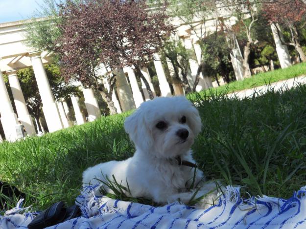 Se ofrece Bichon Maltes para monta