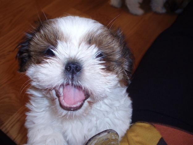 SE VENDEN PRECIOSOS CACHORROS SHIH TZU