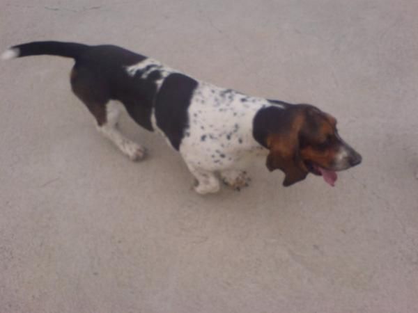 Basset  hound,  perros, cachorros, criadero, venta.  Preciosa camada, se entrega a partir de los 2 meses. Somos un criad