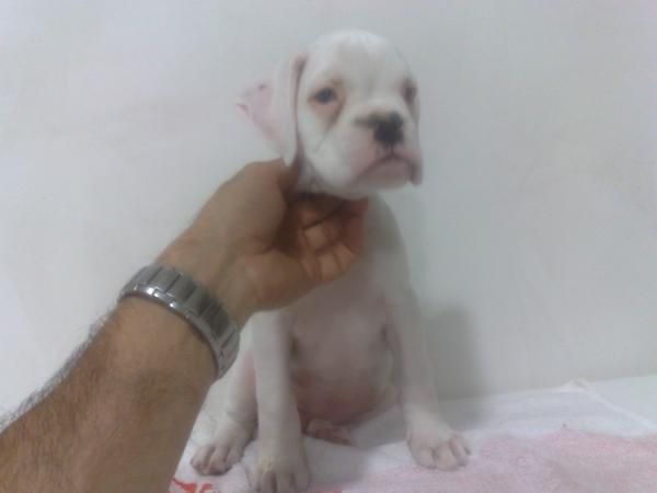 boxer cachorros blancos