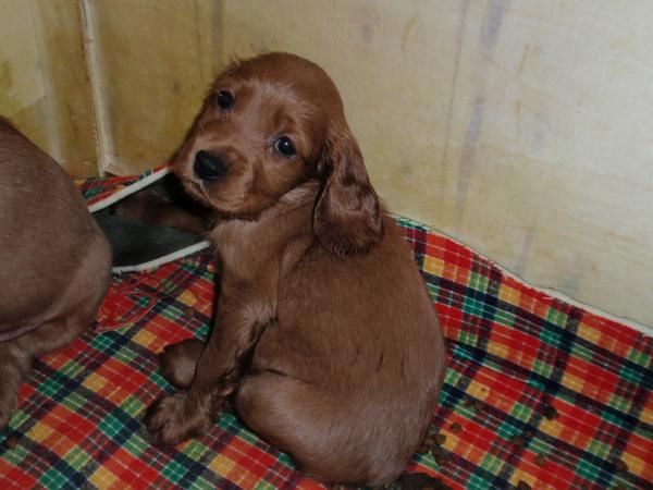 CACHORROS CON 45 DIAS DE COCKER INGLES 250 EUROS