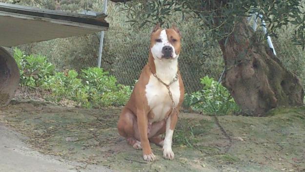 camada de american staffordshire