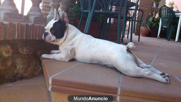 Ofrezco macho de Bulldog Frances para monta