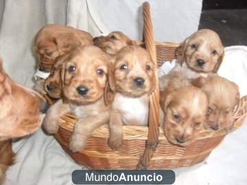 Regalo Cachorritos de Cocker.S.