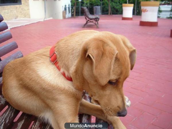 REGALO LABRADOR CON PODENCO 1 AÑO Y DOS MESES