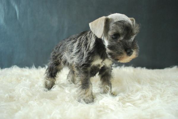 Schnauzer Cachorros de Calidad Miniaturas