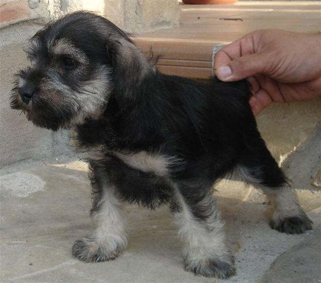 schnauzer mini sal y pimienta 320 euros