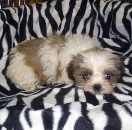 Shih Tzu Espectacular