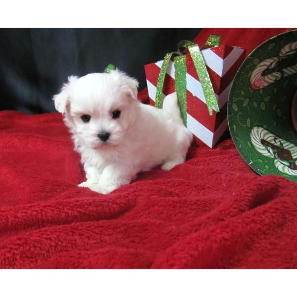 Ternura taza de té de Navidad perritos malteses para libre