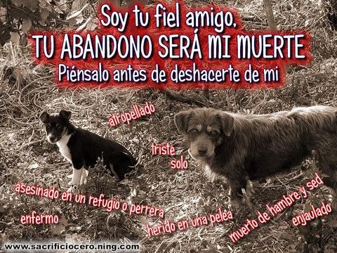 ¿Vas a abandonar a tu perro este verano?