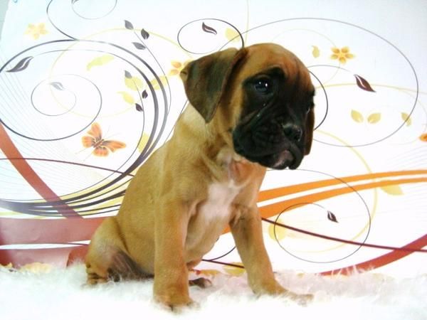 BOXER CAMADA CON DOS MESES DE EDAD