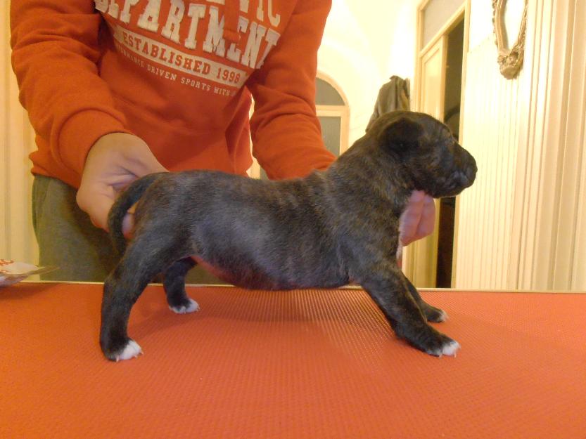 Cachorros Bullterrier Miniatura con Pedigri