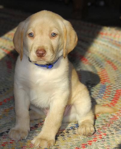 Cachorros de Labrador en venta - por favor