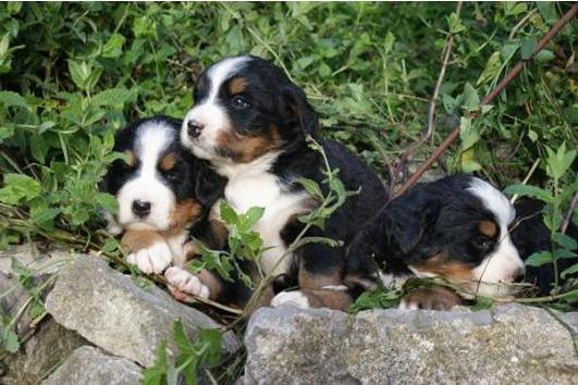 Cachorros de raza pura, dulce de montaña de Bernese ya están listos para un hogar lleno de