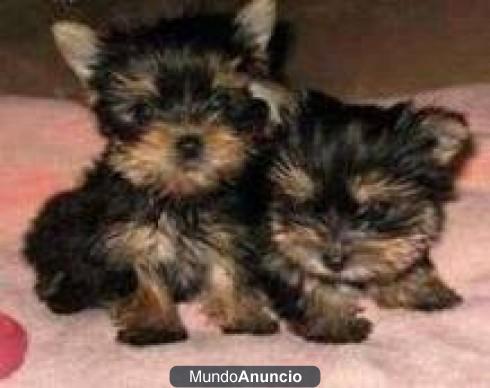 cachorros yorkshire toy