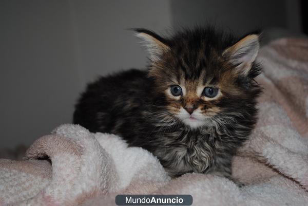 GATITA MAINE COON 2 MESES