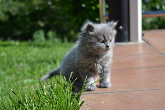 Gatos Persa Azul