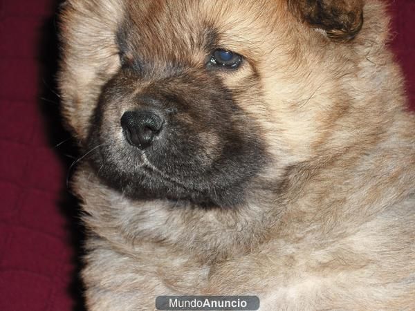 PRECIOSOS CHOW CHOW