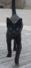Sombra, gata negra divertida y cariñosa en adopción - mejor precio | unprecio.es