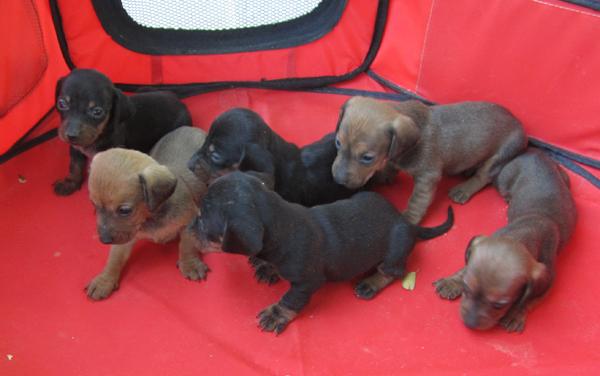 Teckels autenticas salchichas preciosos cachorros.