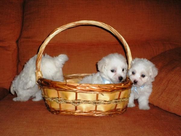 Bichon Maltes cachorros de`` LUJO´´